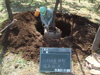 ハナミズキ堀取中その２