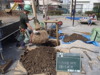 ハナミズキ植付中