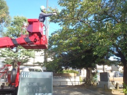 公園の樹木剪定